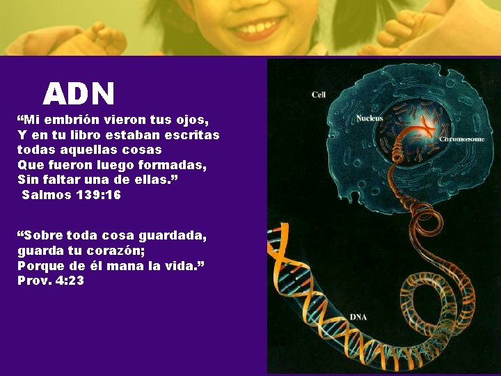 ADN “Mi embrión vieron tus ojos, Y en tu libro estaban escritas todas aquellas