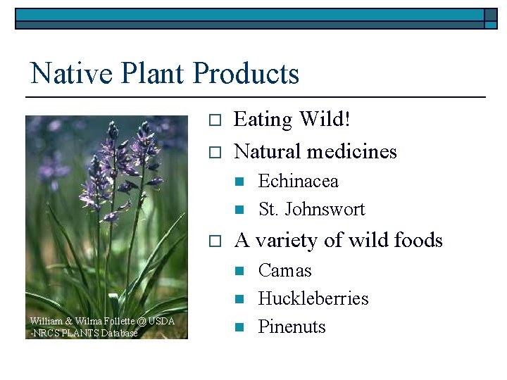 Native Plant Products o o Eating Wild! Natural medicines n n o A variety