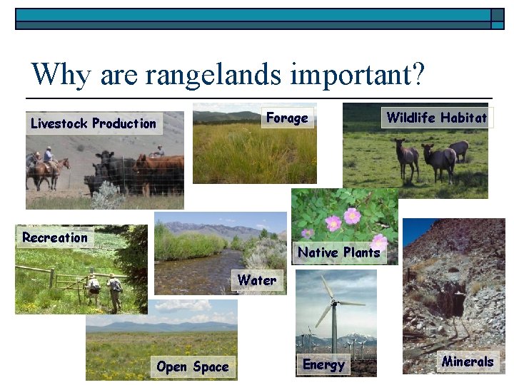 Why are rangelands important? Livestock Production Forage Recreation Wildlife Habitat Native Plants Water Open