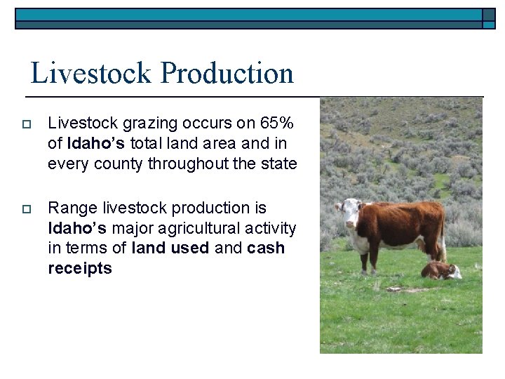 Livestock Production o Livestock grazing occurs on 65% of Idaho’s total land area and