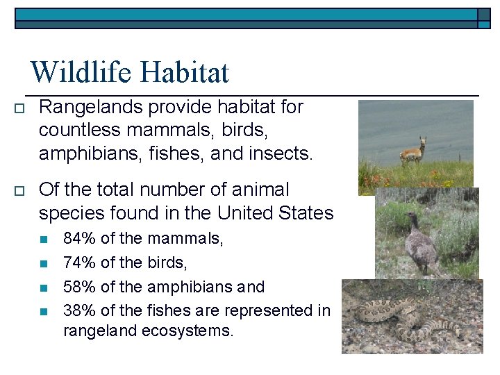 Wildlife Habitat o Rangelands provide habitat for countless mammals, birds, amphibians, fishes, and insects.