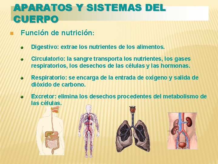 APARATOS Y SISTEMAS DEL CUERPO n Función de nutrición: Digestivo: extrae los nutrientes de