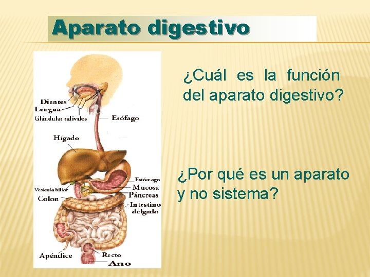Aparato digestivo ¿Cuál es la función del aparato digestivo? ¿Por qué es un aparato