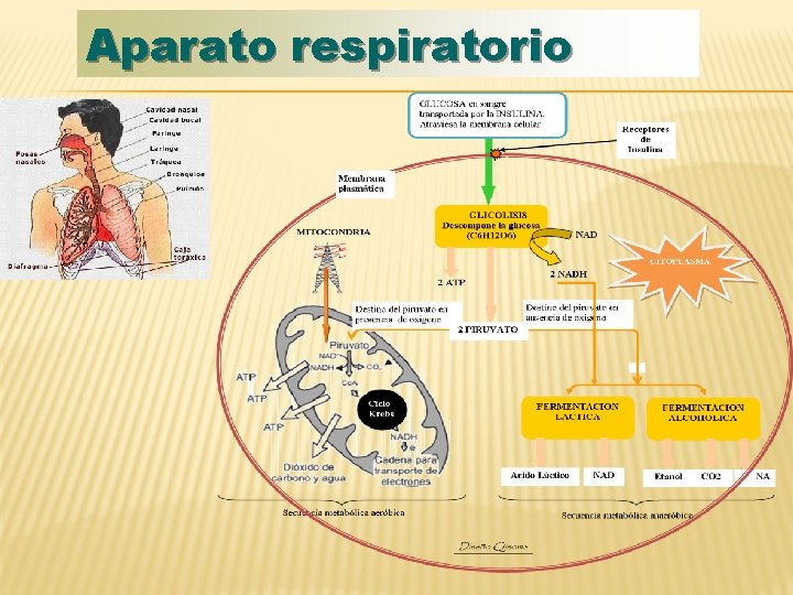 Aparato respiratorio 