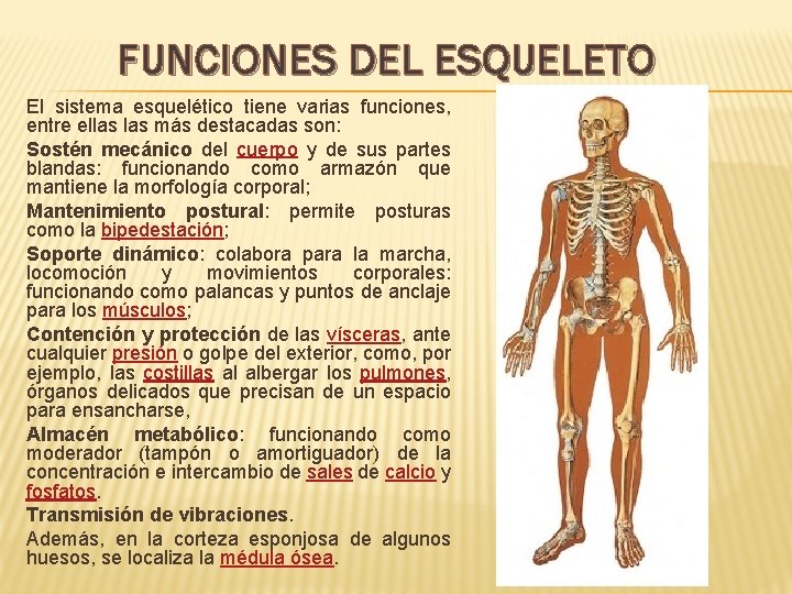 FUNCIONES DEL ESQUELETO El sistema esquelético tiene varias funciones, entre ellas más destacadas son: