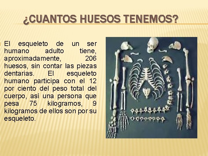 � ¿CUANTOS HUESOS TENEMOS? El esqueleto de un ser humano adulto tiene, aproximadamente, 206