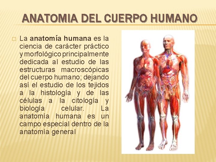 ANATOMIA DEL CUERPO HUMANO � La anatomía humana es la ciencia de carácter práctico