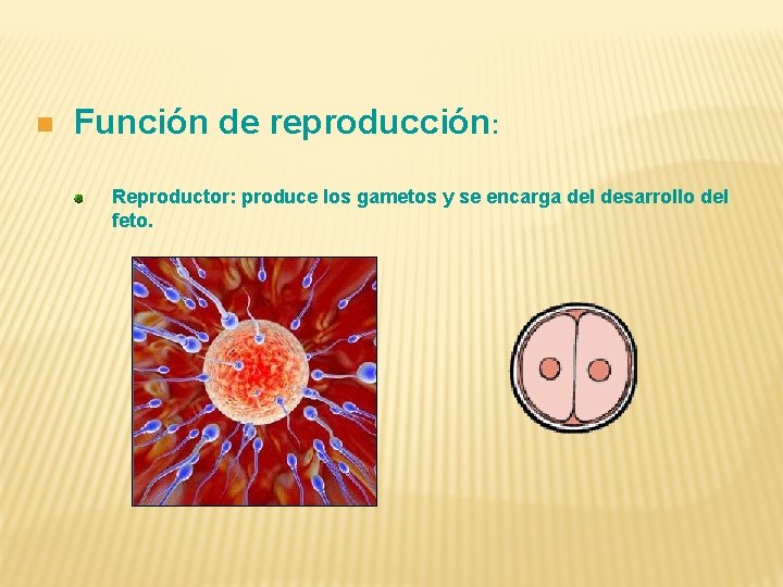 n Función de reproducción: Reproductor: produce los gametos y se encarga del desarrollo del