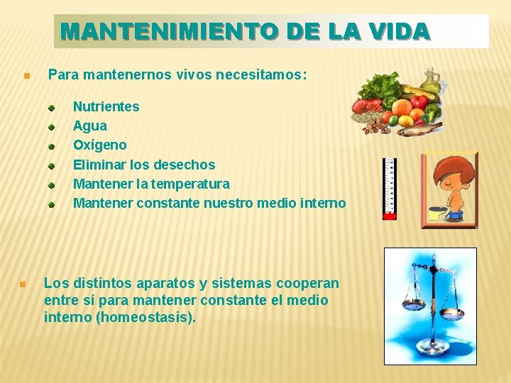 MANTENIMIENTO DE LA VIDA n Para mantenernos vivos necesitamos: Nutrientes Agua Oxígeno Eliminar los