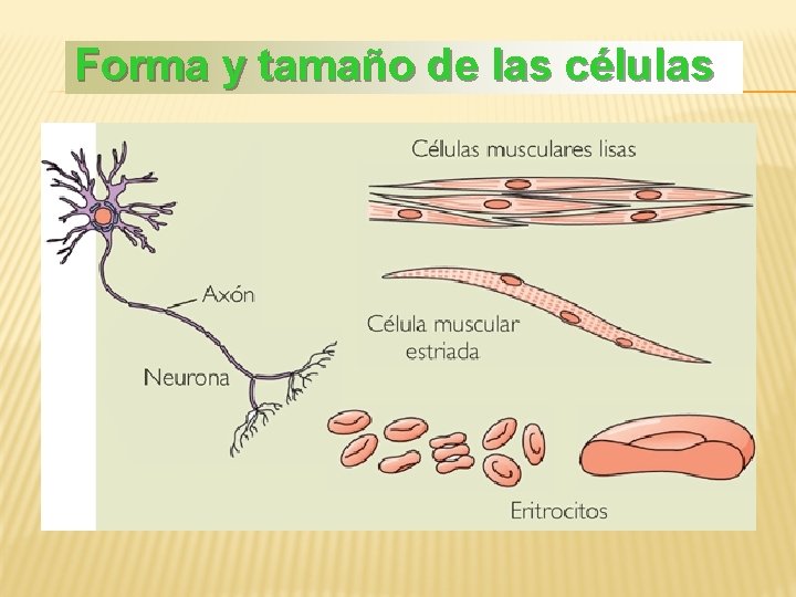 Forma y tamaño de las células 