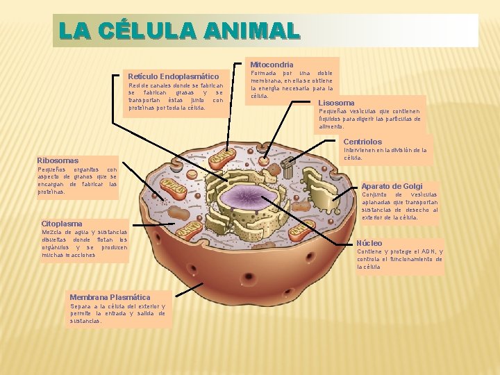 LA CÉLULA ANIMAL Mitocondria Retículo Endoplasmático Red de canales donde se fabrican grasas y