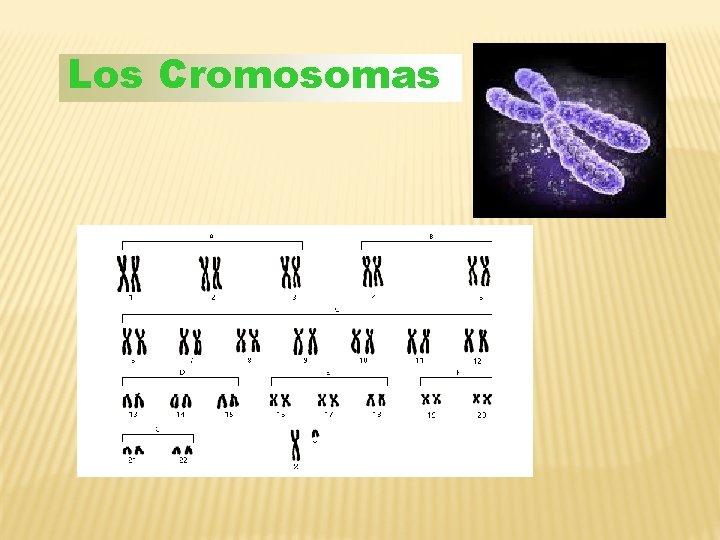 Los Cromosomas 