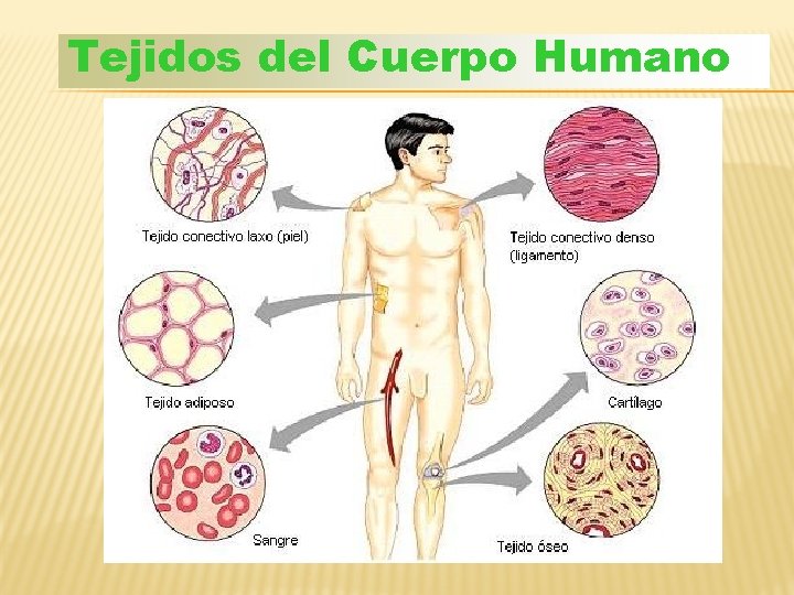 Tejidos del Cuerpo Humano 