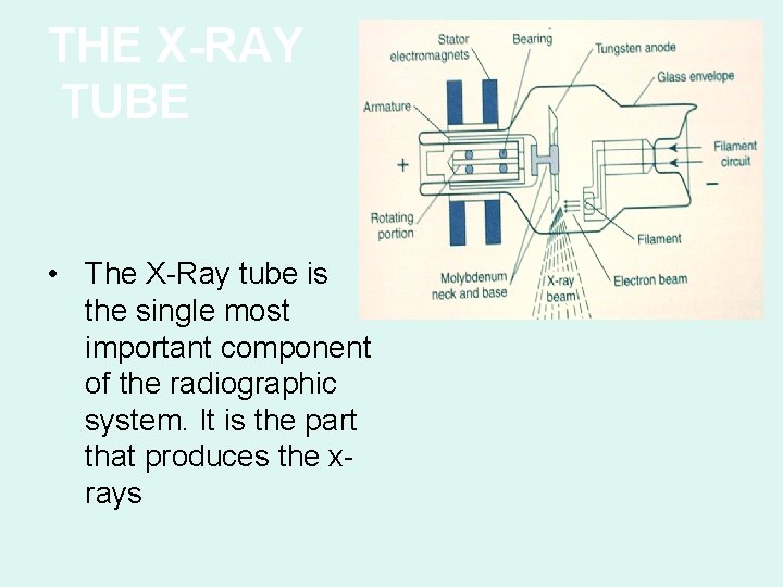 THE X-RAY TUBE • The X-Ray tube is the single most important component of