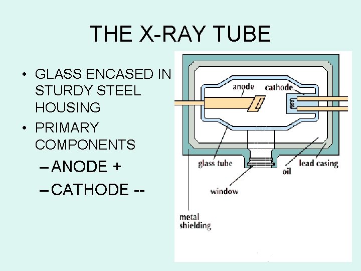 THE X-RAY TUBE • GLASS ENCASED IN STURDY STEEL HOUSING • PRIMARY COMPONENTS –