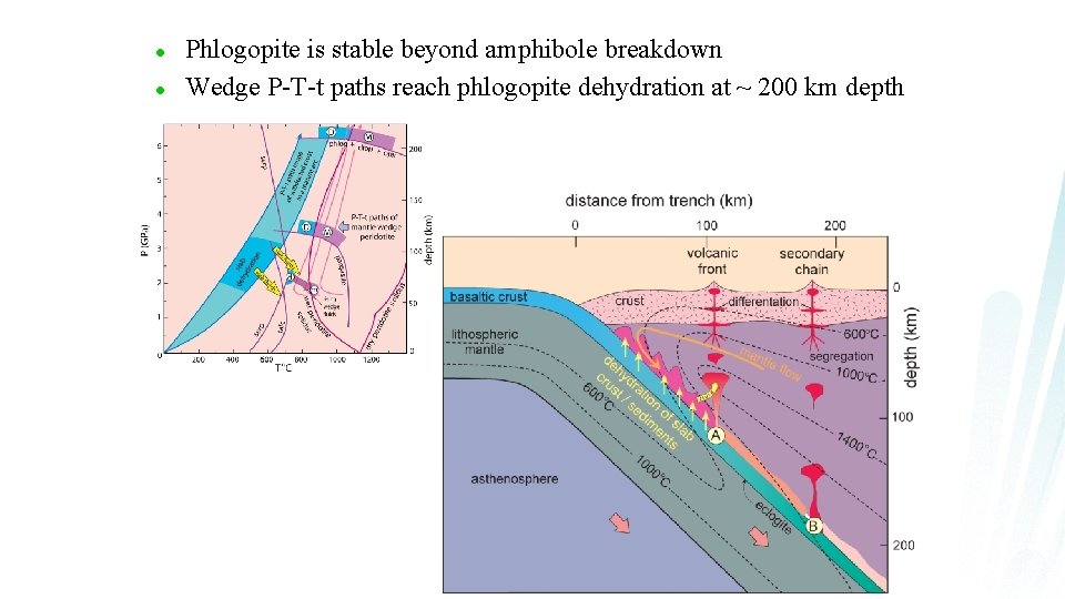 l l Phlogopite is stable beyond amphibole breakdown Wedge P-T-t paths reach phlogopite dehydration