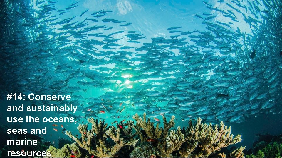 #14: Conserve and sustainably use the oceans, seas and marine resources 