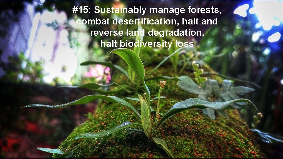 #15: Sustainably manage forests, combat desertification, halt and reverse land degradation, halt biodiversity loss