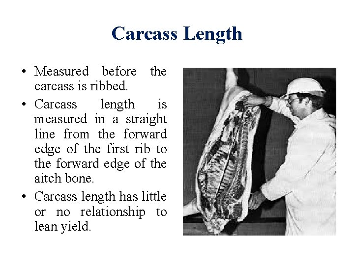 Carcass Length • Measured before the carcass is ribbed. • Carcass length is measured