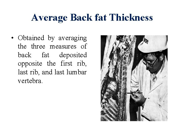 Average Back fat Thickness • Obtained by averaging the three measures of back fat