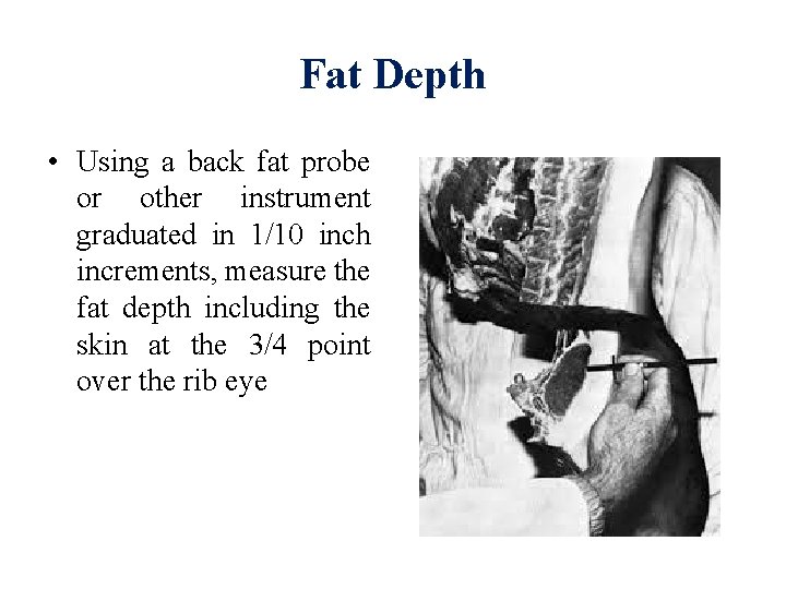 Fat Depth • Using a back fat probe or other instrument graduated in 1/10