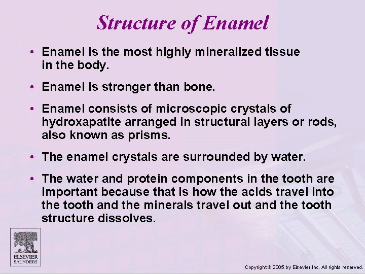 Structure of Enamel • Enamel is the most highly mineralized tissue in the body.