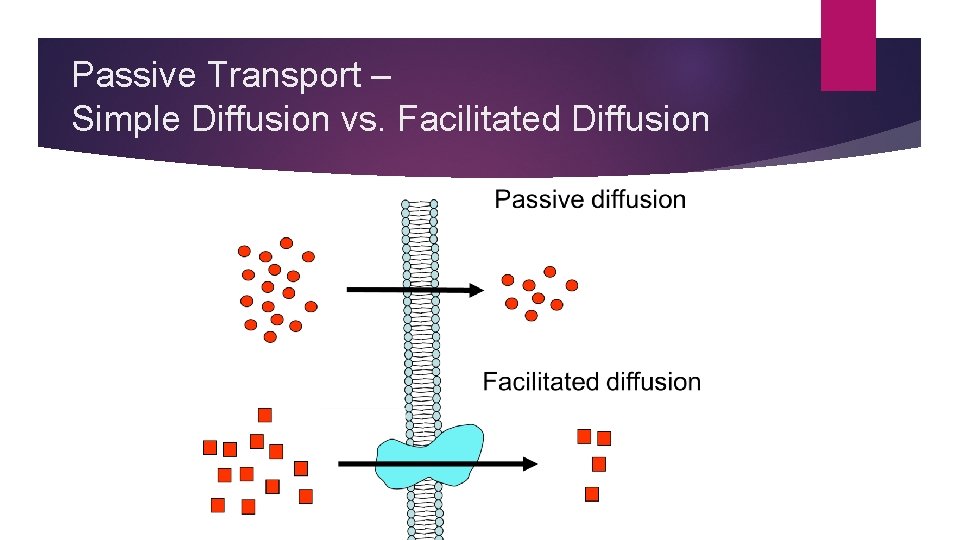 Passive Transport – Simple Diffusion vs. Facilitated Diffusion 