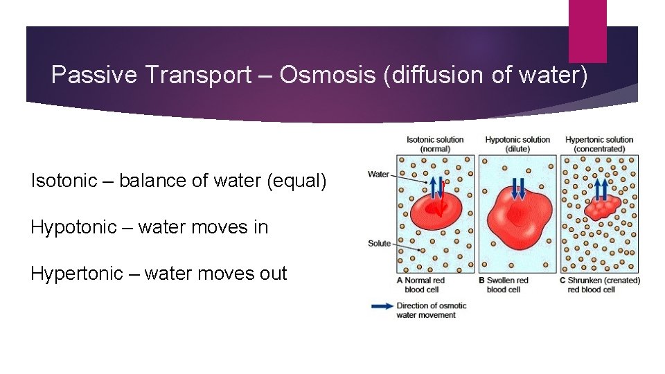Passive Transport – Osmosis (diffusion of water) Isotonic – balance of water (equal) Hypotonic