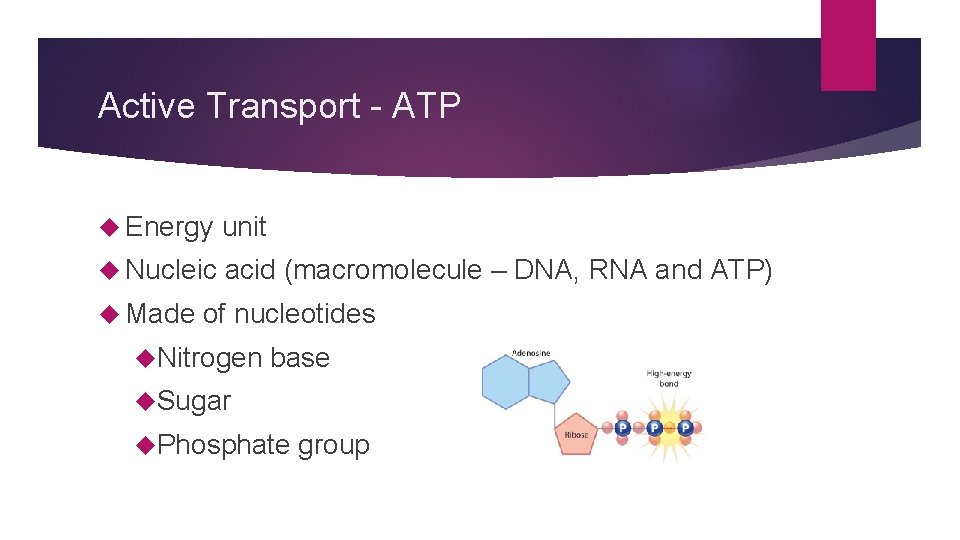 Active Transport - ATP Energy unit Nucleic acid (macromolecule – DNA, RNA and ATP)