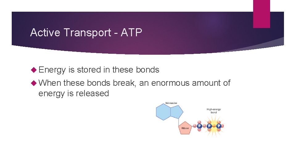 Active Transport - ATP Energy When is stored in these bonds break, an enormous