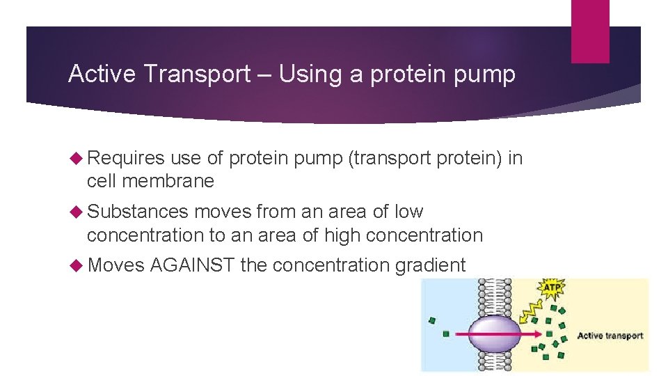 Active Transport – Using a protein pump Requires use of protein pump (transport protein)