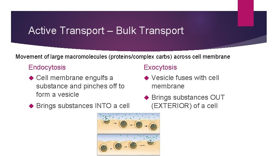 Active Transport – Bulk Transport Movement of large macromolecules (proteins/complex carbs) across cell membrane