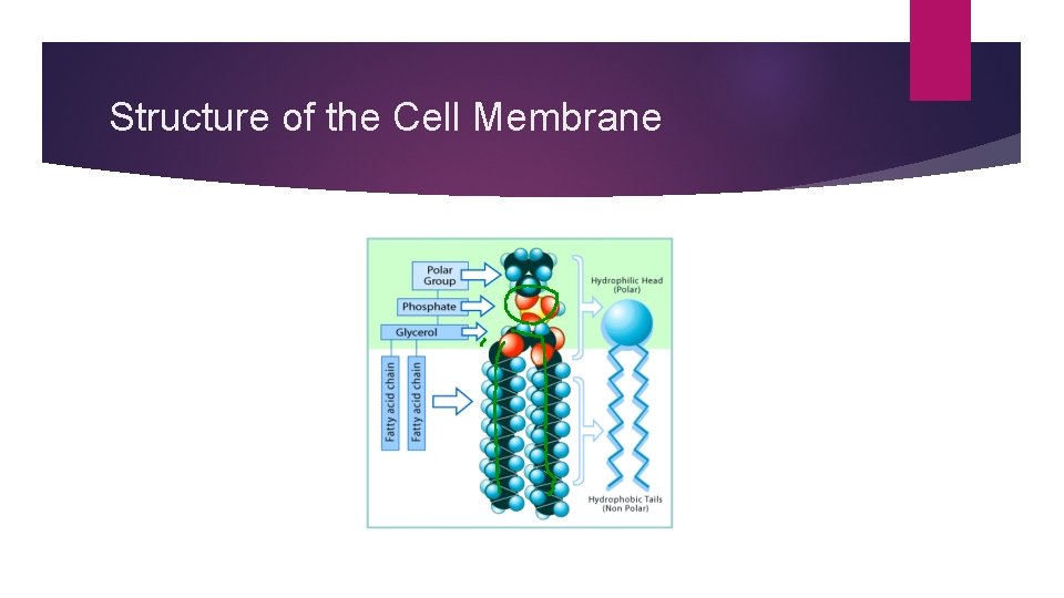 Structure of the Cell Membrane 
