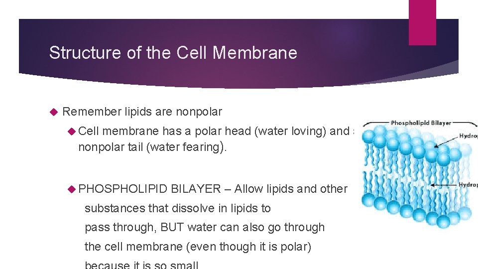 Structure of the Cell Membrane Remember lipids are nonpolar Cell membrane has a polar