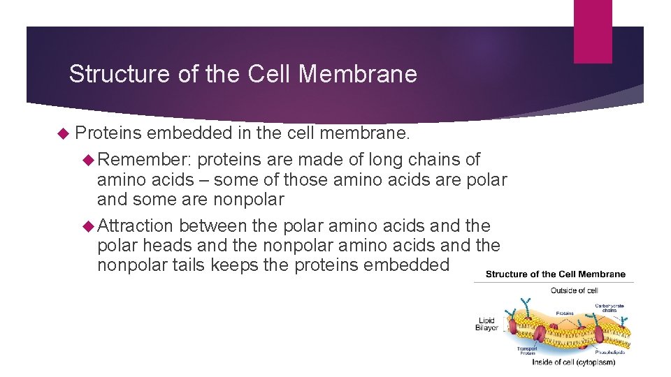 Structure of the Cell Membrane Proteins embedded in the cell membrane. Remember: proteins are