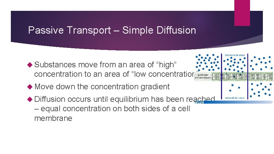 Passive Transport – Simple Diffusion Substances move from an area of “high” concentration to