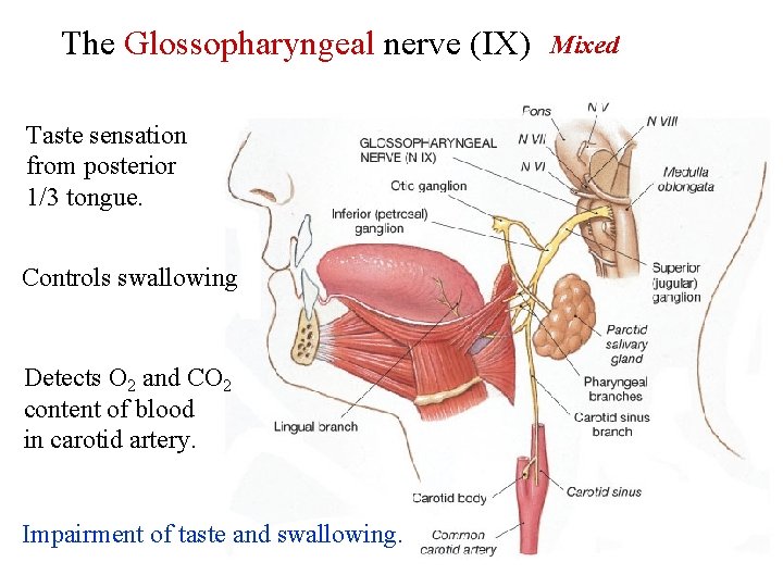 The Glossopharyngeal nerve (IX) Taste sensation from posterior 1/3 tongue. Controls swallowing Detects O