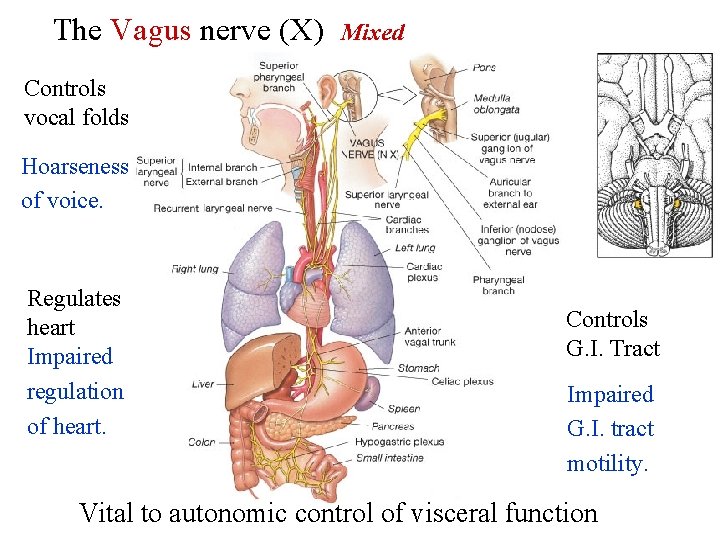 The Vagus nerve (X) Mixed Controls vocal folds Hoarseness of voice. Regulates heart Impaired