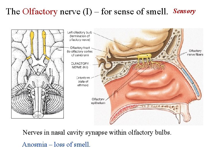The Olfactory nerve (I) – for sense of smell. Nerves in nasal cavity synapse