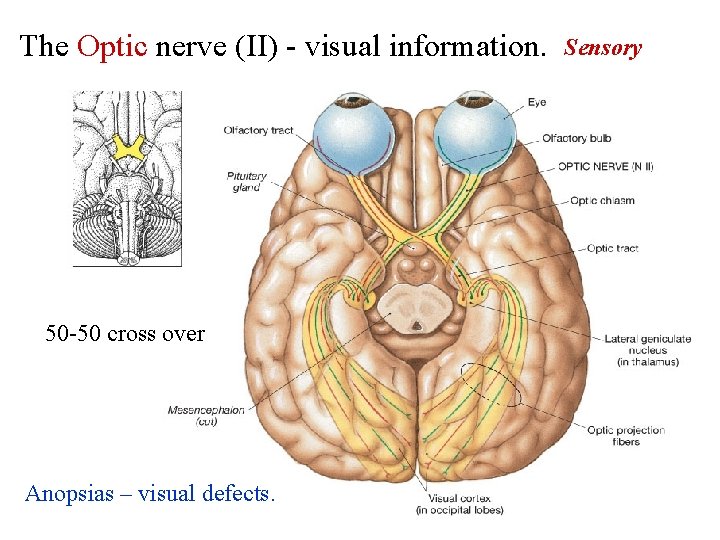 The Optic nerve (II) - visual information. 50 -50 cross over Anopsias – visual