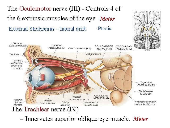 The Oculomotor nerve (III) - Controls 4 of the 6 extrinsic muscles of the