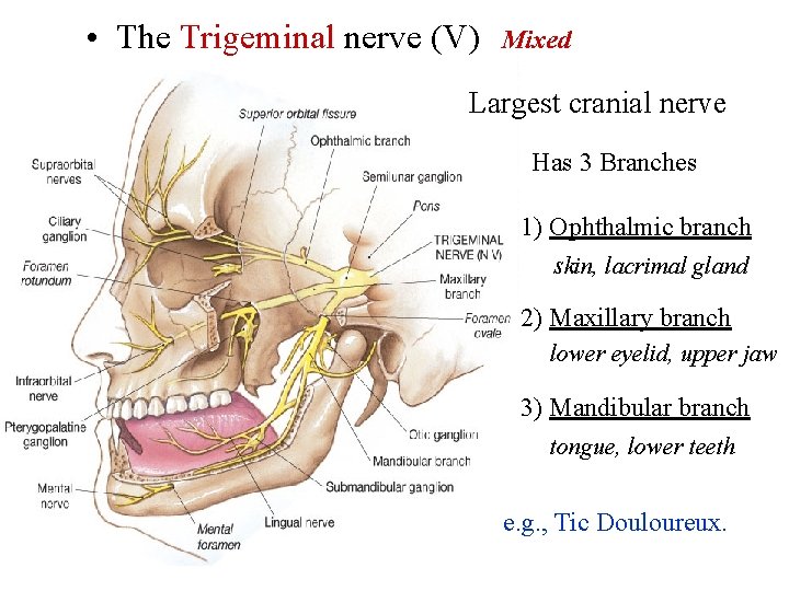  • The Trigeminal nerve (V) Mixed Largest cranial nerve Has 3 Branches 1)