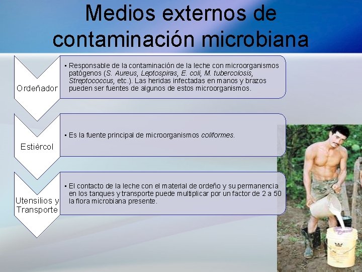 Medios externos de contaminación microbiana • Responsable de la contaminación de la leche con