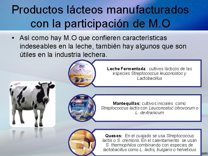 Productos lácteos manufacturados con la participación de M. O • Así como hay M.