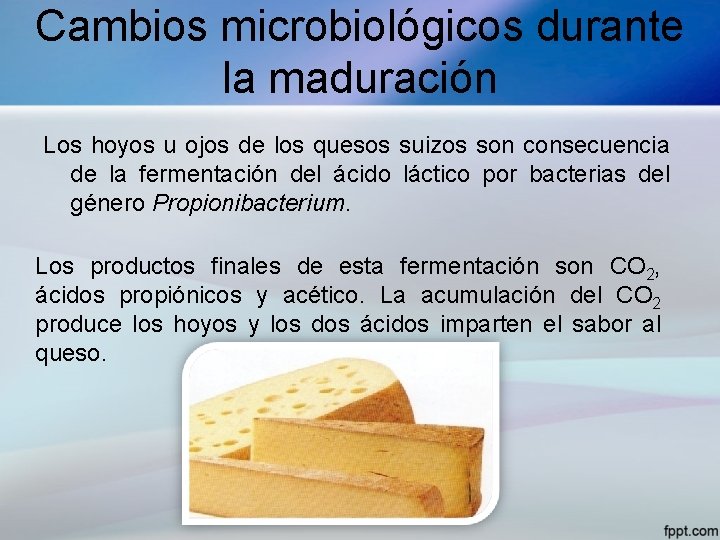 Cambios microbiológicos durante la maduración Los hoyos u ojos de los quesos suizos son