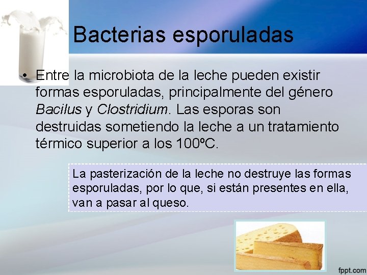 Bacterias esporuladas • Entre la microbiota de la leche pueden existir formas esporuladas, principalmente