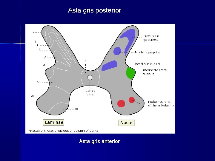 Asta gris posterior Asta gris anterior Asta gris posterior Asta gris anterior