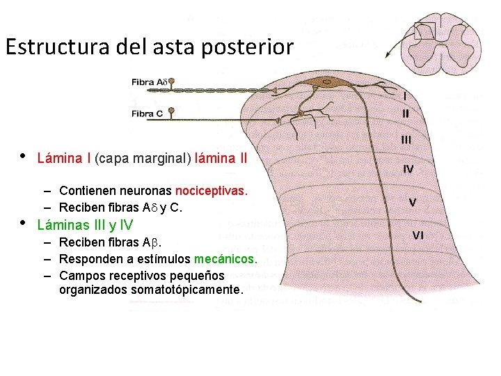 Estructura del asta posterior • • Lámina I (capa marginal) lámina II (sustancia gelatinosa)