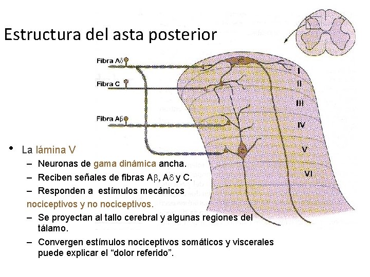 Estructura del asta posterior • La lámina V – Neuronas de gama dinámica ancha.