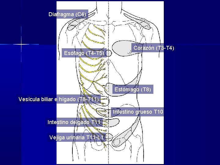 Diafragma (C 4) Esófago (T 4 -T 5) Corazón (T 3 -T 4) Estómago